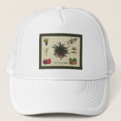 Zeven soorten trucker pet (Voorkant)