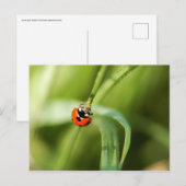Zeven-spot-Briefkaart Briefkaart (Voorkant / Achterkant)