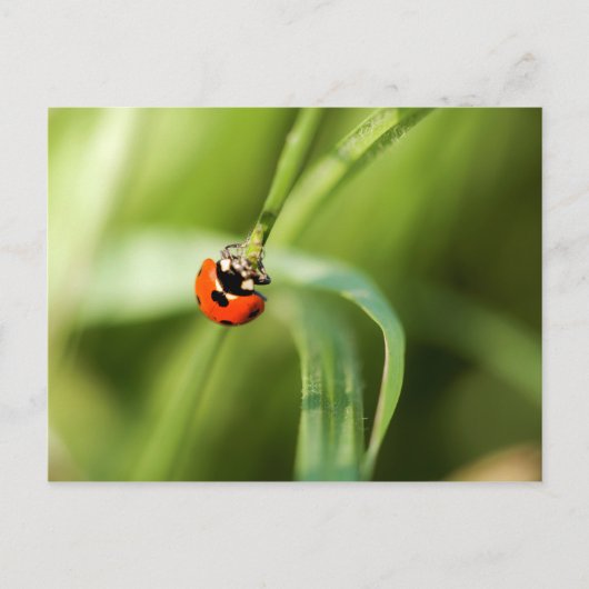Zeven-spot-Briefkaart Briefkaart (Voorkant)