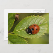 Zeven-spot Ladybird Briefkaart (Voorkant / Achterkant)
