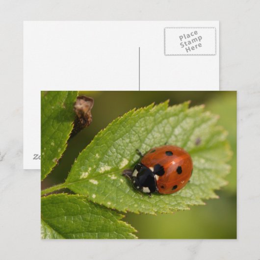 Zeven-spot Ladybird Briefkaart (Voorkant / Achterkant)