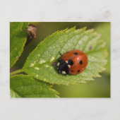 Zeven-spot Ladybird Briefkaart (Voorkant)