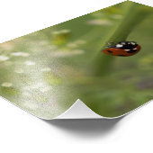Zeven-spot Ladybird Foto Afdruk (Hoek)