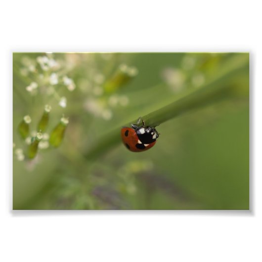 Zeven-spot Ladybird Foto Afdruk (Voorkant)