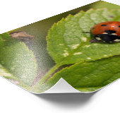 Zeven-spot Ladybird Foto Afdruk (Hoek)