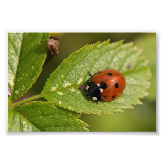 Zeven-spot Ladybird Foto Afdruk (Voorkant)