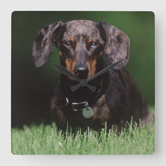 Zicht op gevlekte dachshond vierkante klok (Voorkant)