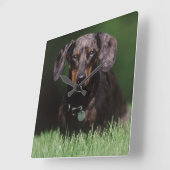 Zicht op gevlekte dachshond vierkante klok (Hoek)