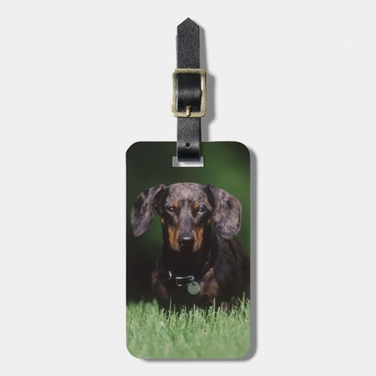 Zicht op gevlekte dachshund bagagelabel (Voorkant verticaal)