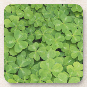 Zicht op Oxalis Oregana hout Zuring Loof Bier Onderzetter