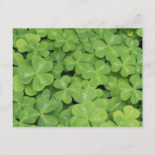 Zicht op Oxalis Oregana hout Zuring Loof Briefkaart