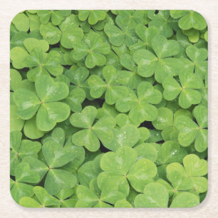 Zicht op Oxalis Oregana hout Zuring Loof Kartonnen Onderzetters