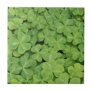 Zicht op Oxalis Oregana hout Zuring Loof Tegeltje