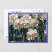 Zie het - Daffodils Briefkaart (Voorkant / Achterkant)