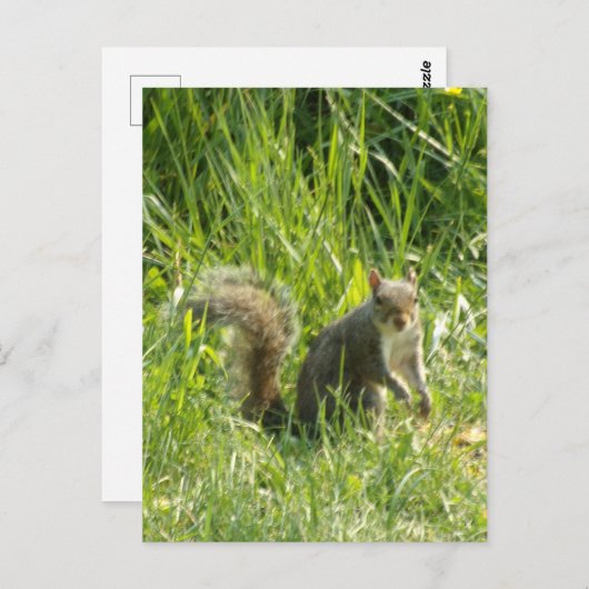 Zie je eekhoorn Briefkaart (Voorkant / Achterkant)