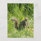 Zie je eekhoorn Briefkaart (Voorkant)