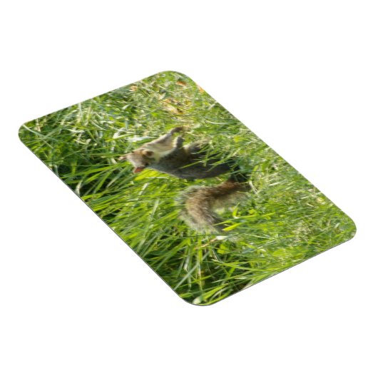 Zie je eekhoorn flexibele magneet (Rechterzijde)