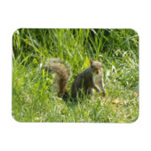 Zie je eekhoorn flexibele magneet (Horizontaal)