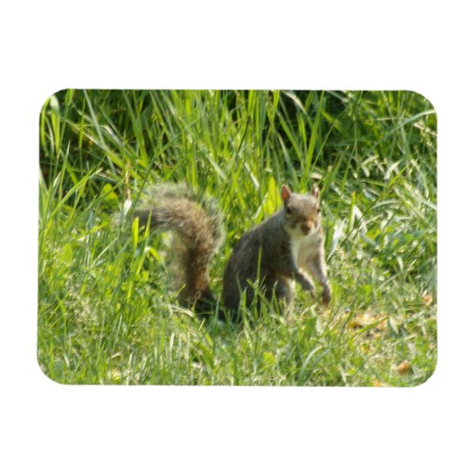 Zie je eekhoorn flexibele magneet (Horizontaal)
