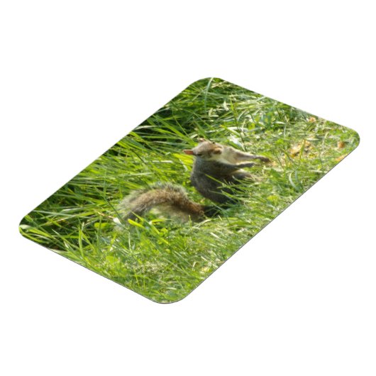 Zie je eekhoorn flexibele magneet (Linkerzijde)