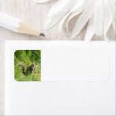 Zie je eekhoorn retour adreslabels etiket (Insitu)