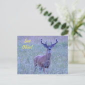 Zie Ohio! briefkaart (Whitetail Buck) (Staand voorkant)