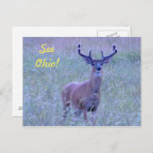 Zie Ohio! briefkaart (Whitetail Buck) (Voorkant / Achterkant)