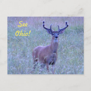 Zie Ohio! briefkaart (Whitetail Buck)