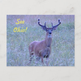 Zie Ohio! briefkaart (Whitetail Buck)