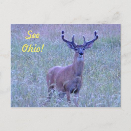 Zie Ohio! briefkaart (Whitetail Buck) (Voorkant)