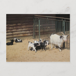 Ziegenfamilie Briefkaart