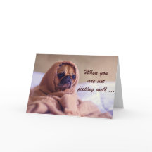 Zieke Pug Dog, Sympathie, Humor.