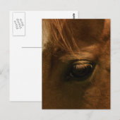 Zielig Paarden Oog Briefkaart (Voorkant / Achterkant)