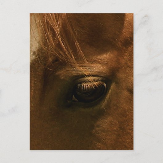 Zielig Paarden Oog Briefkaart (Voorkant)