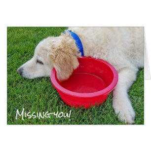 zielige hond die je mist