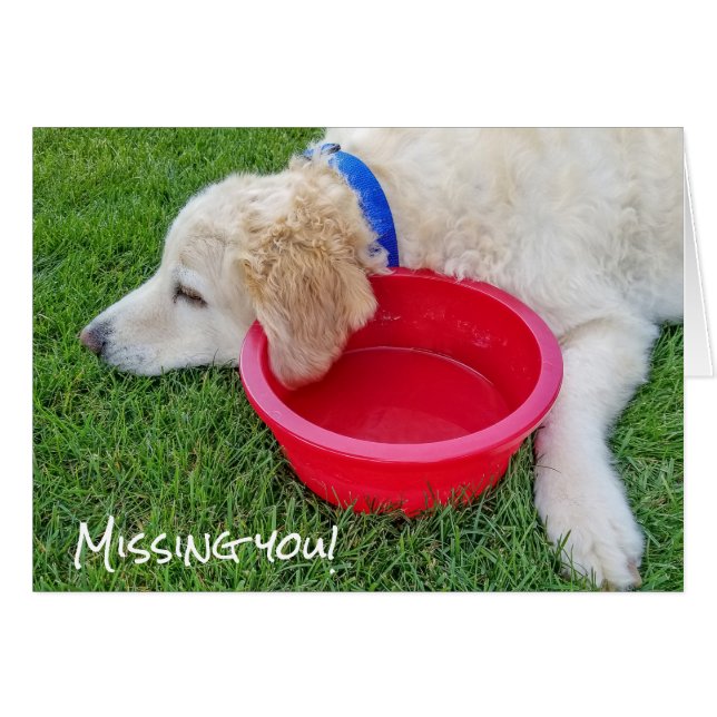 zielige hond die je mist (Voorkant Horizontaal)