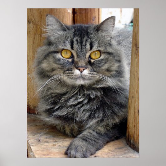 zigeuner poster (Voorkant)