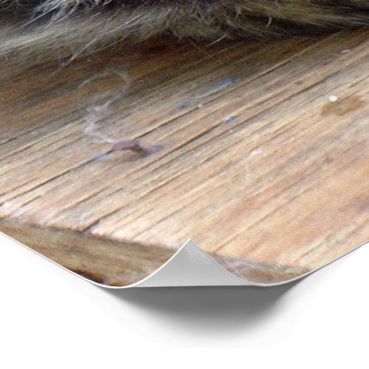 zigeuner poster (Hoek)