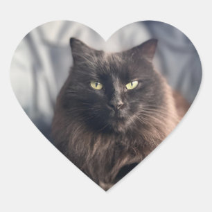 Zigeuner - Zwarte kat Stickers