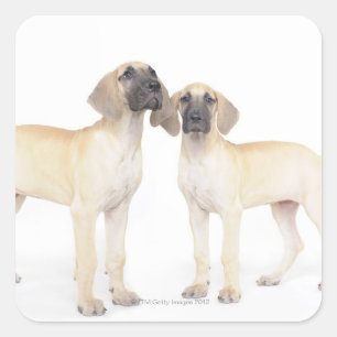 zij aan zij, kleine groep dieren, saamhorigheid vierkante sticker