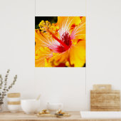 Zijaanzicht oranje hibiscusbloem poster (Keuken)