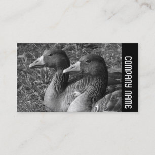Zijband - Grijze ganzen B&W Visitekaartje