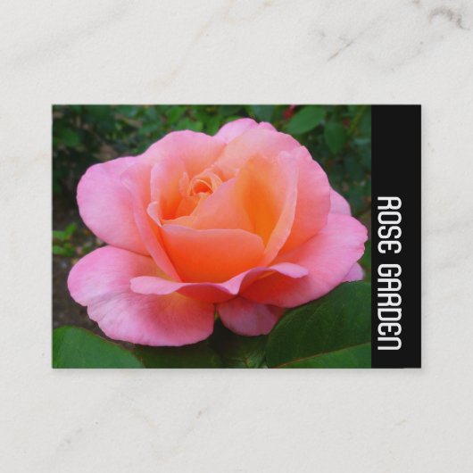 Zijband - Roze Rose Visitekaartje (Voorkant)