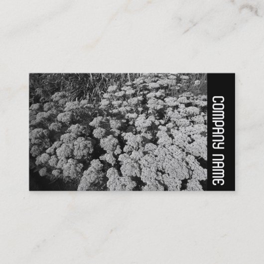 Zijband - Sedum "Autumn Joy" Visitekaartje (Voorkant)