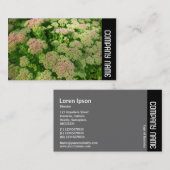 Zijband - Sedum "Autumn Joy" Visitekaartje (Voorkant / Achterkant)