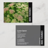 Zijband - Sedum "Autumn Joy" Visitekaartje (Voorkant / Achterkant)