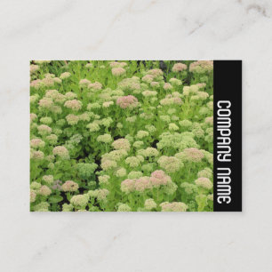 Zijband - Sedum (herfst Joy) Visitekaartje