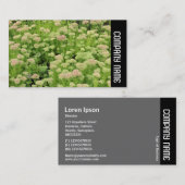 Zijband - Sedum (herfst Joy) Visitekaartje (Voorkant / Achterkant)