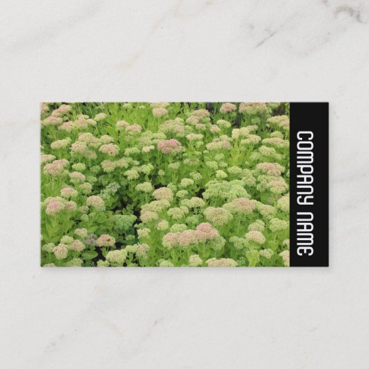Zijband - Sedum (herfst Joy) Visitekaartje (Voorkant)
