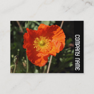 Zijband - Welsh Poppy (Oranje) Visitekaartje
